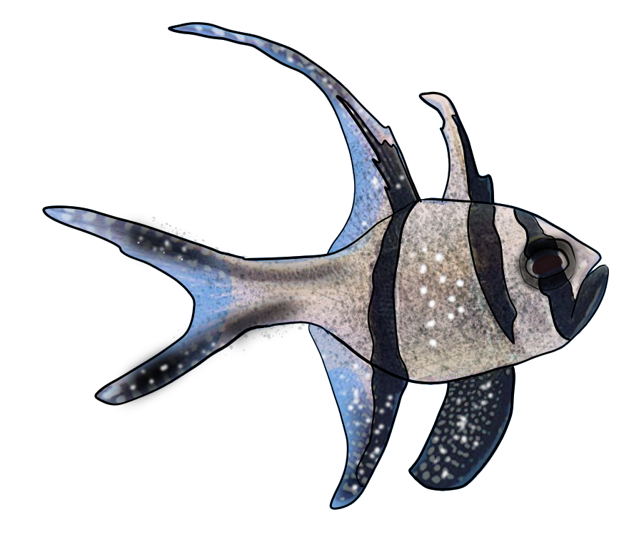 Pterapogon kauderni