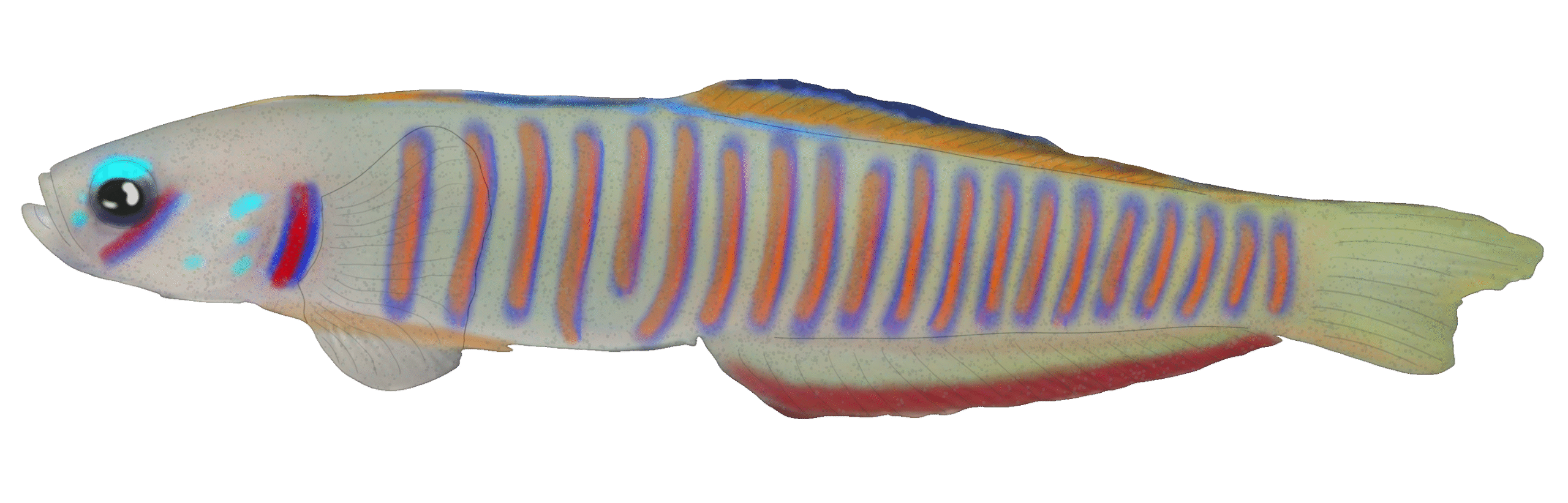 Ptereleotris zebra