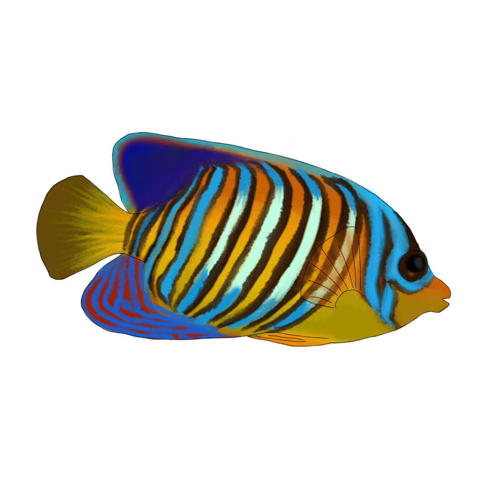 Pygoplites diacanthus