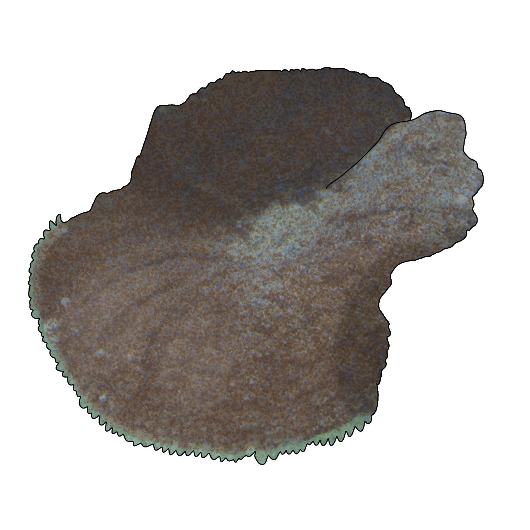 Rhodactis inchoata