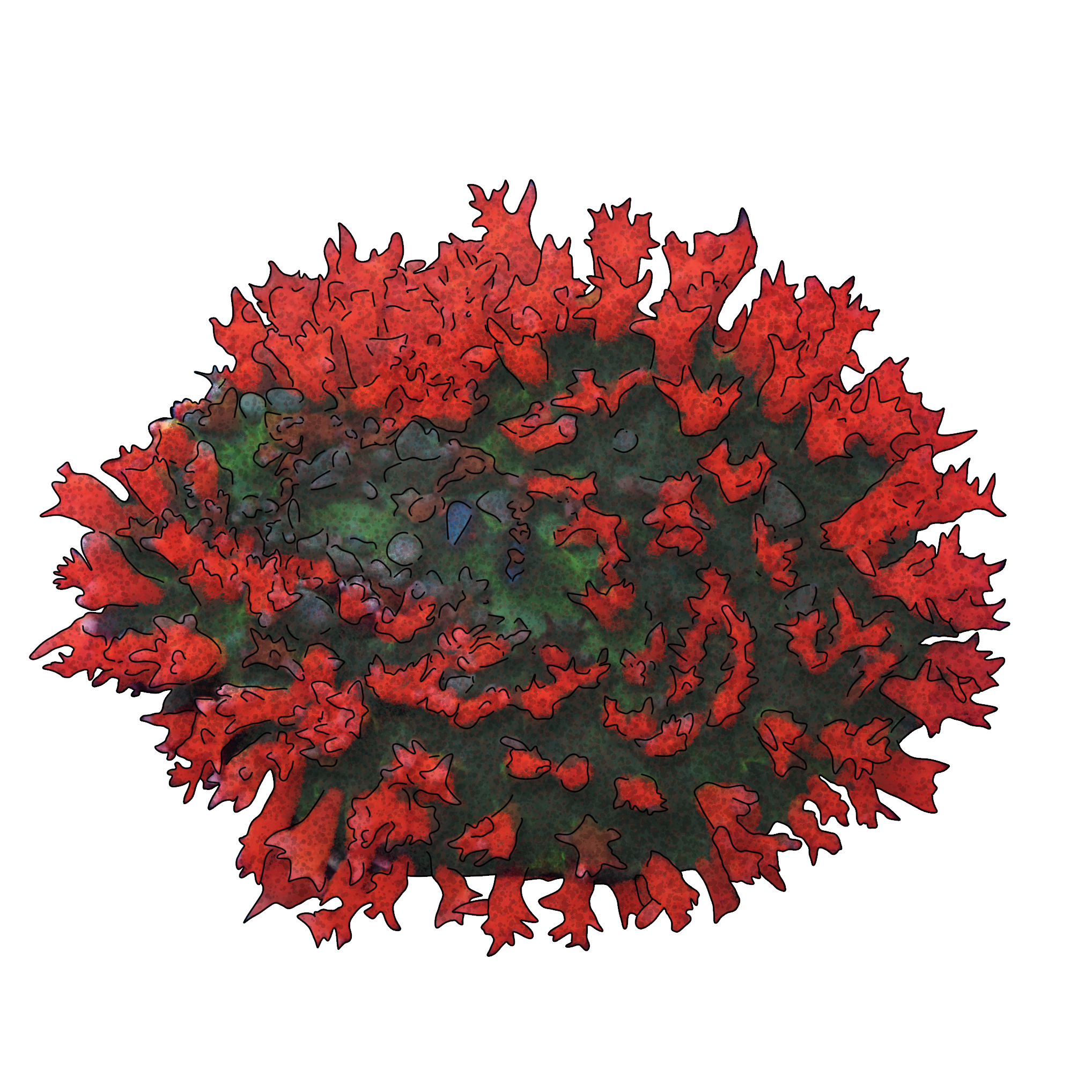 Rhodactis osculifera