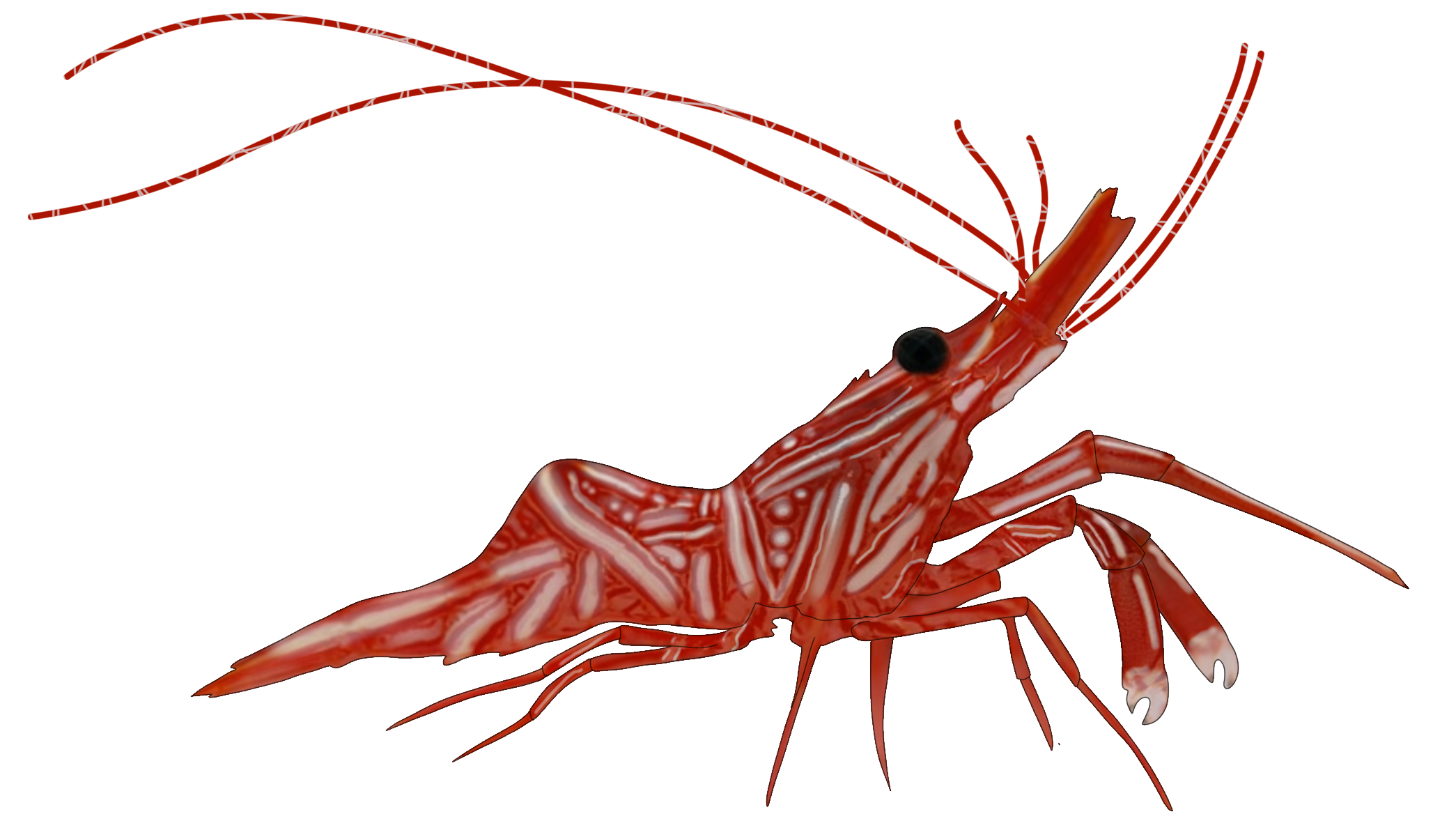 Rhynchocinetes durbanensis