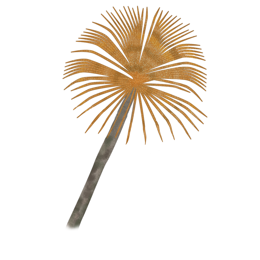 Sabella spallanzanii​
