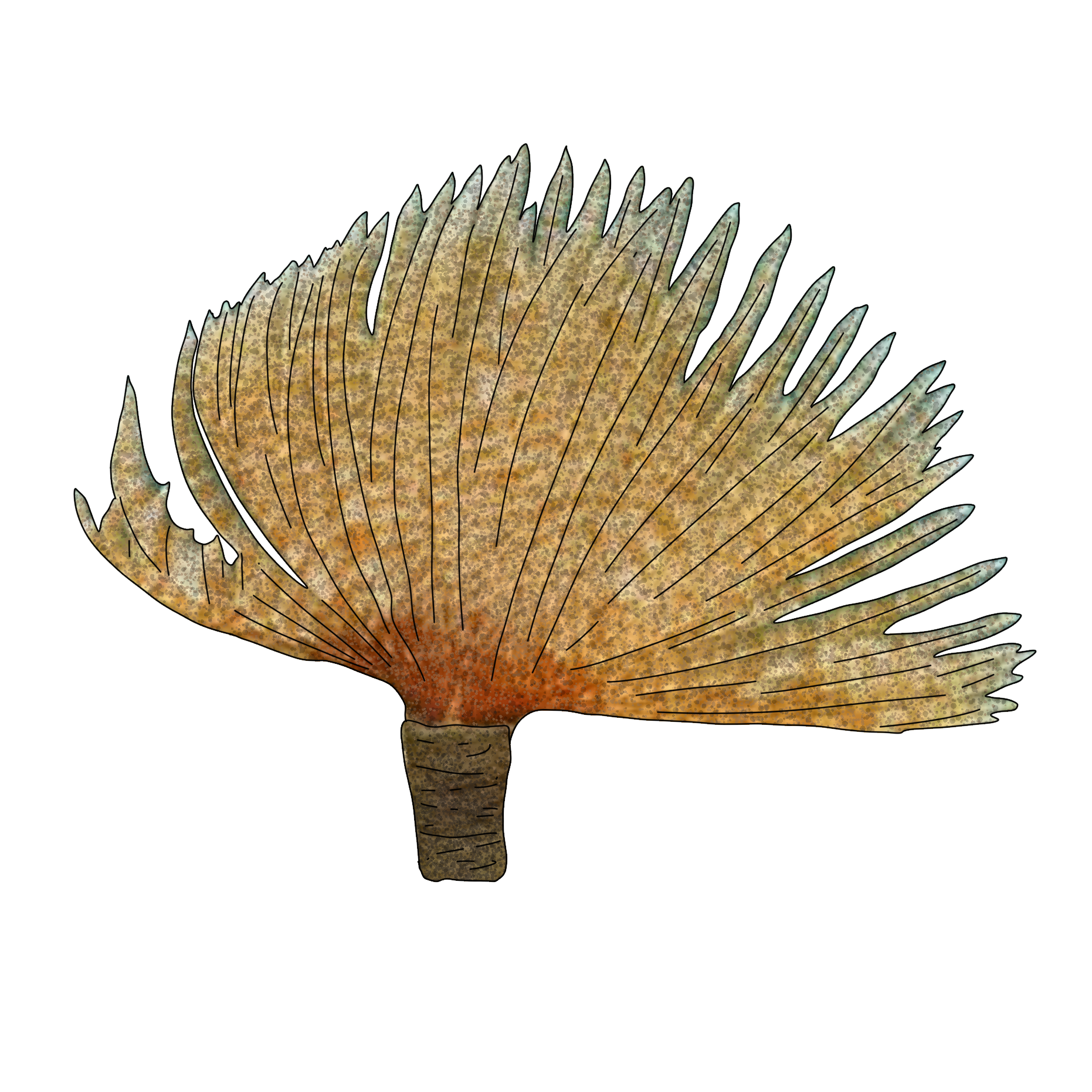 Sabellastarte magnifica