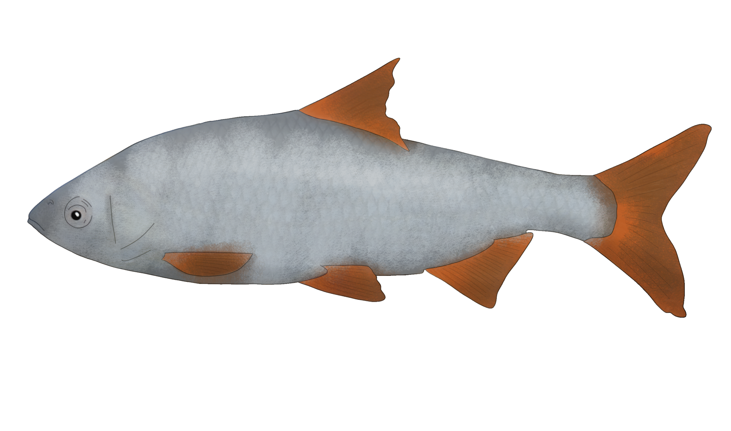 Scardinius erythrophthalmus