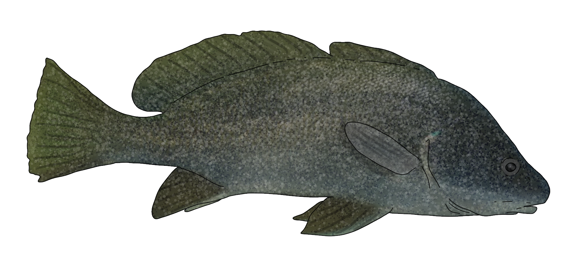 Sciaena umbra ​