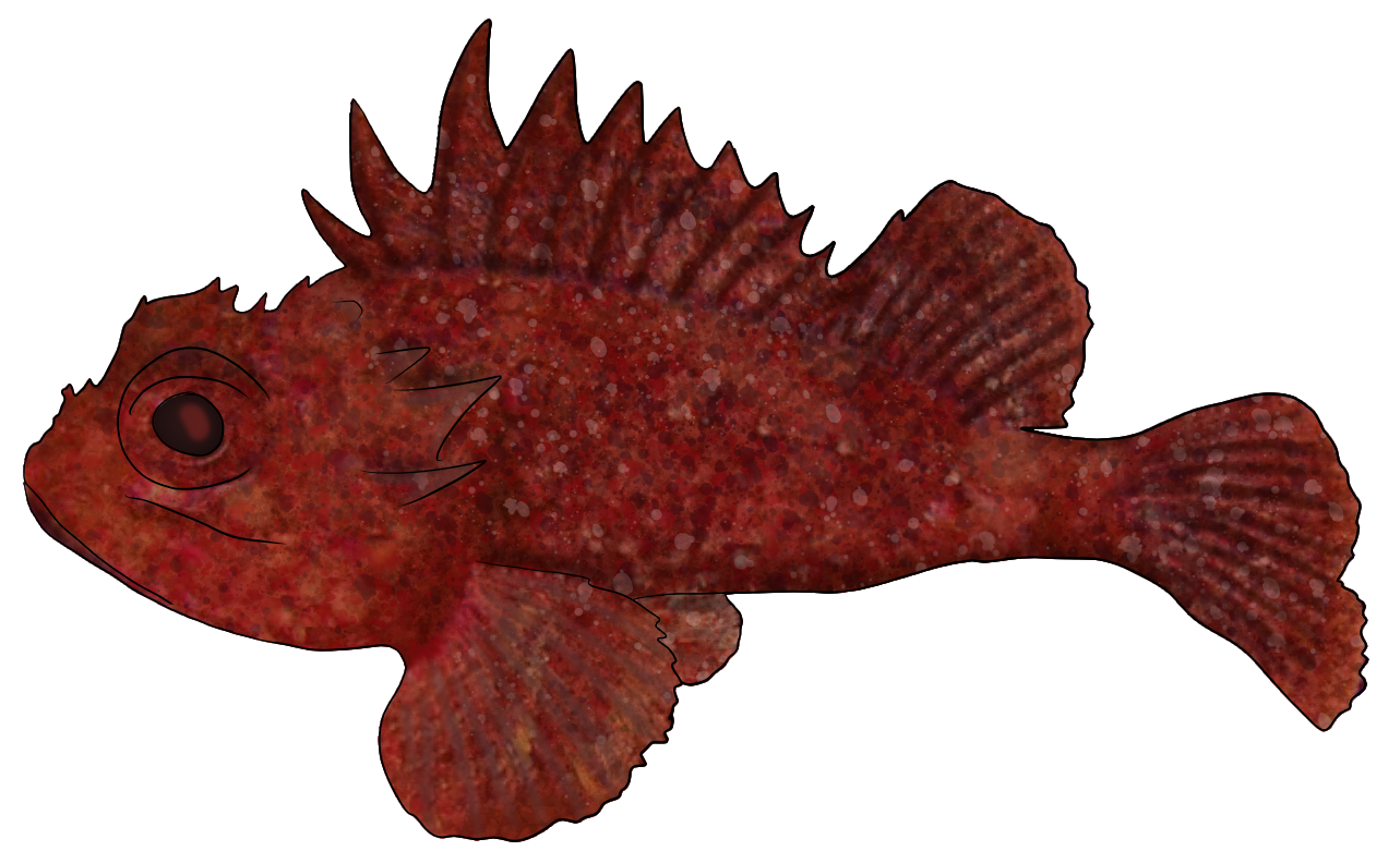 Scorpaena notata