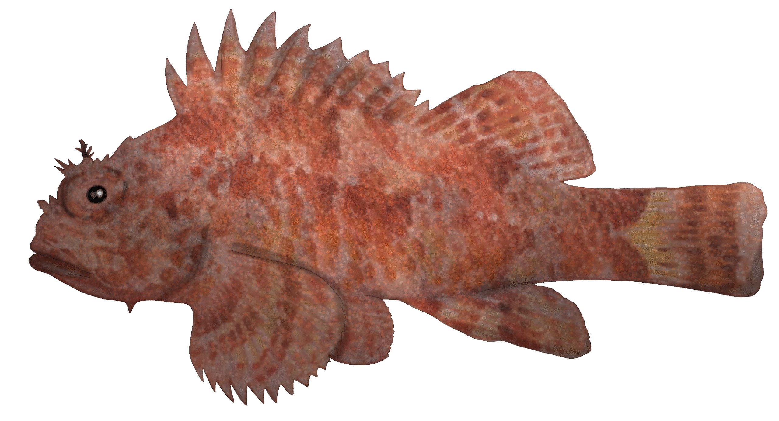 Scorpaena scrofa​
