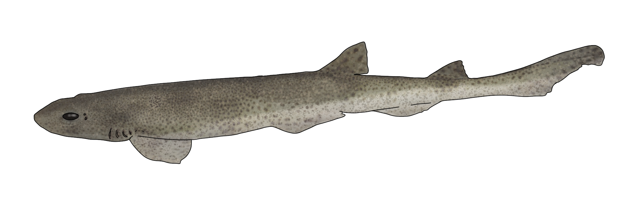 Scyliorhinus canicula