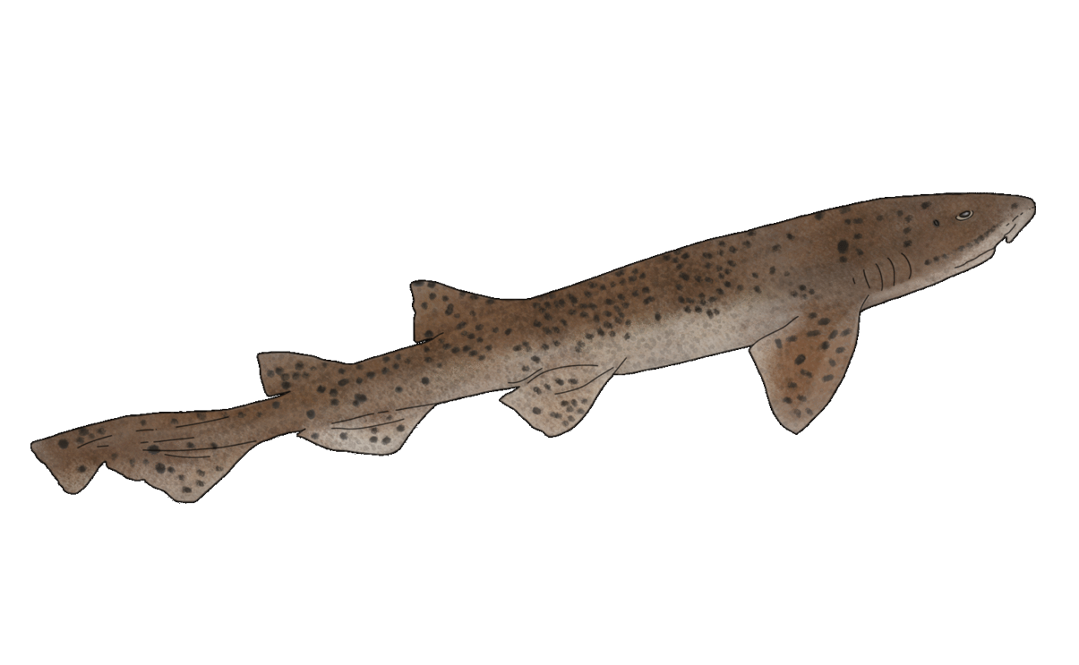 Scyliorhinus stellaris