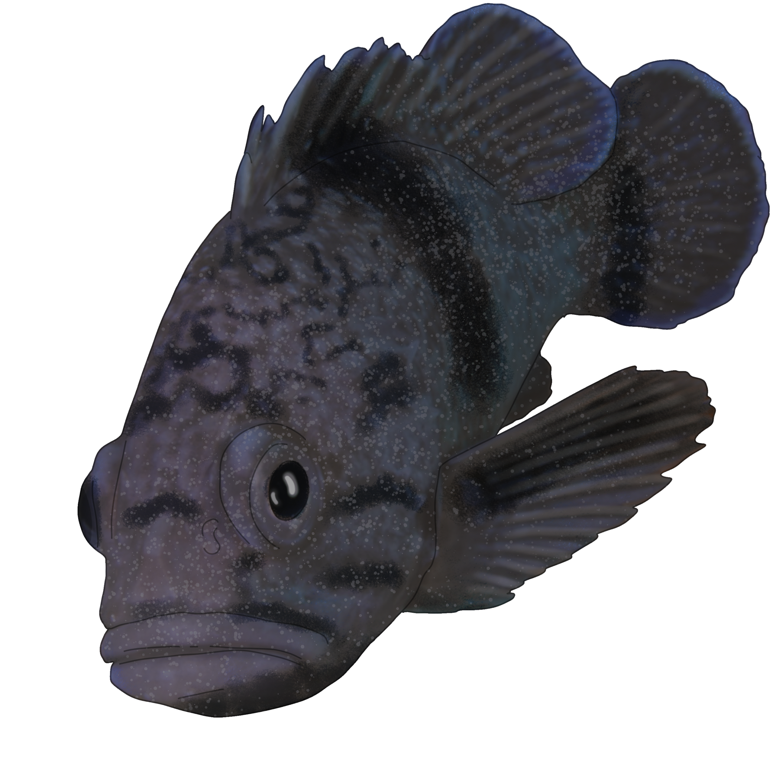 Sebastes zonatus