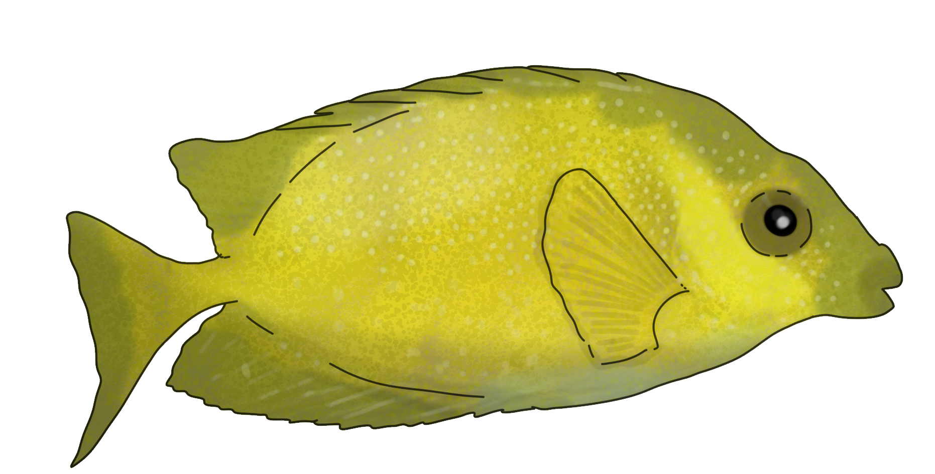 Siganus corallinus