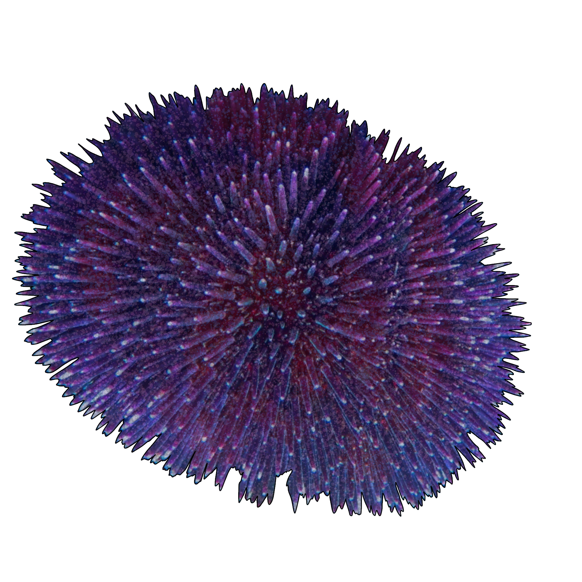Sphaerechinus granularis