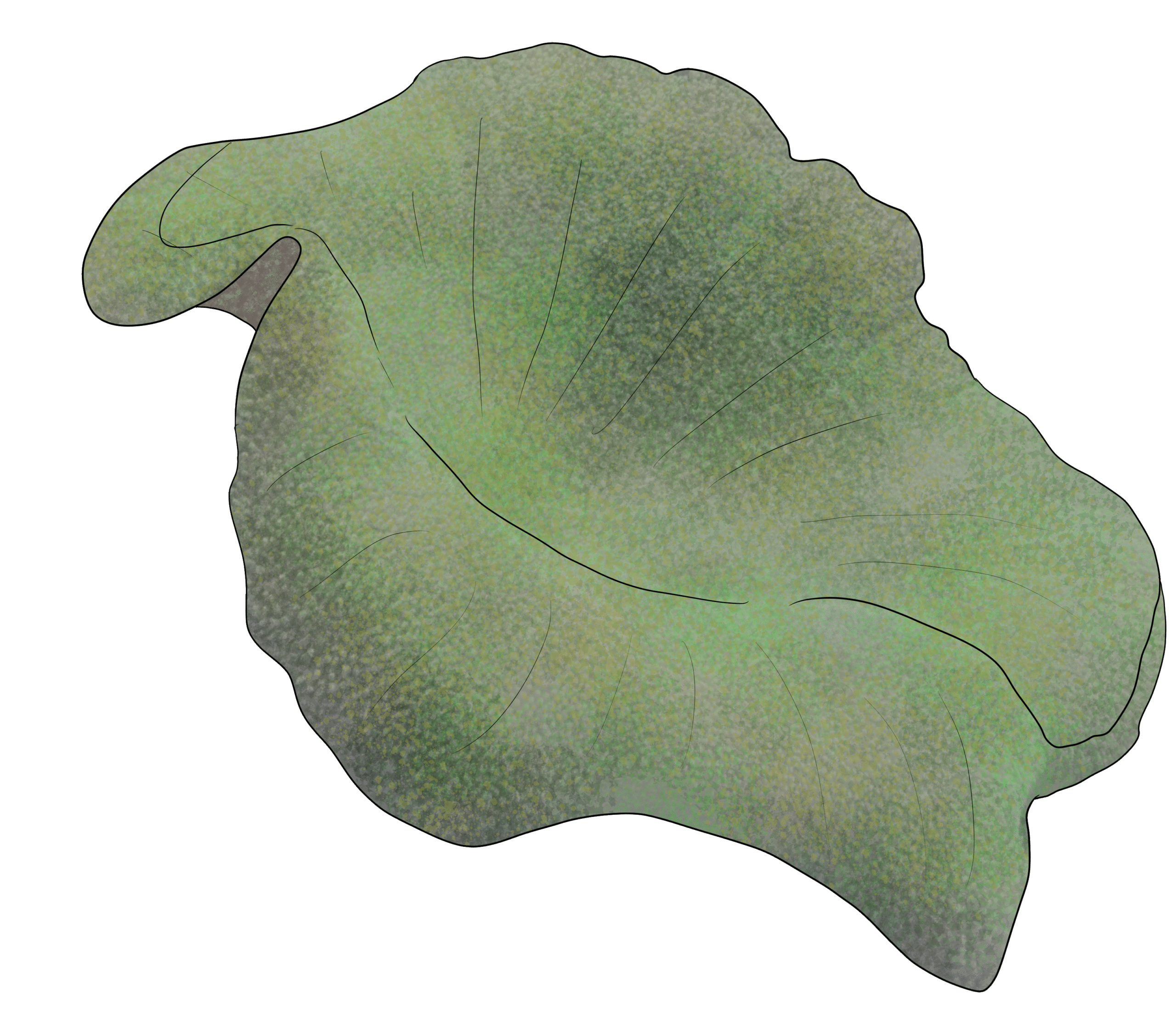 Stichodactyla haddoni