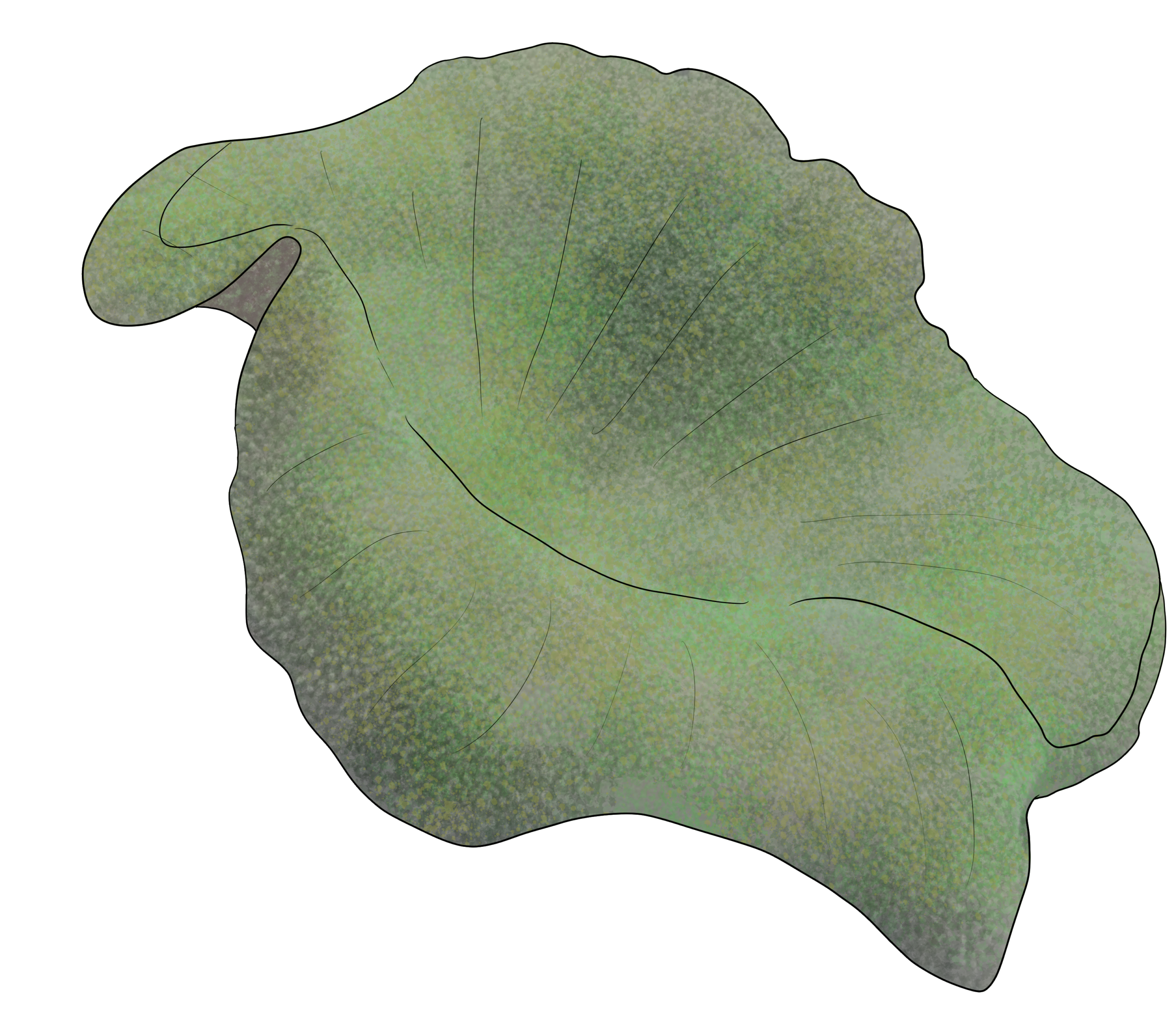 Stichodactyla sp.