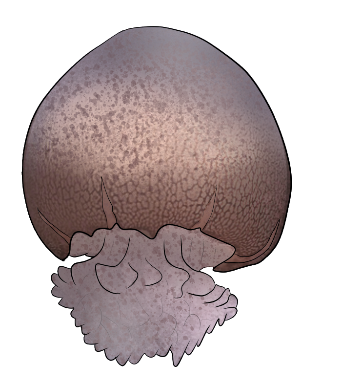 Stomolophus meleagris