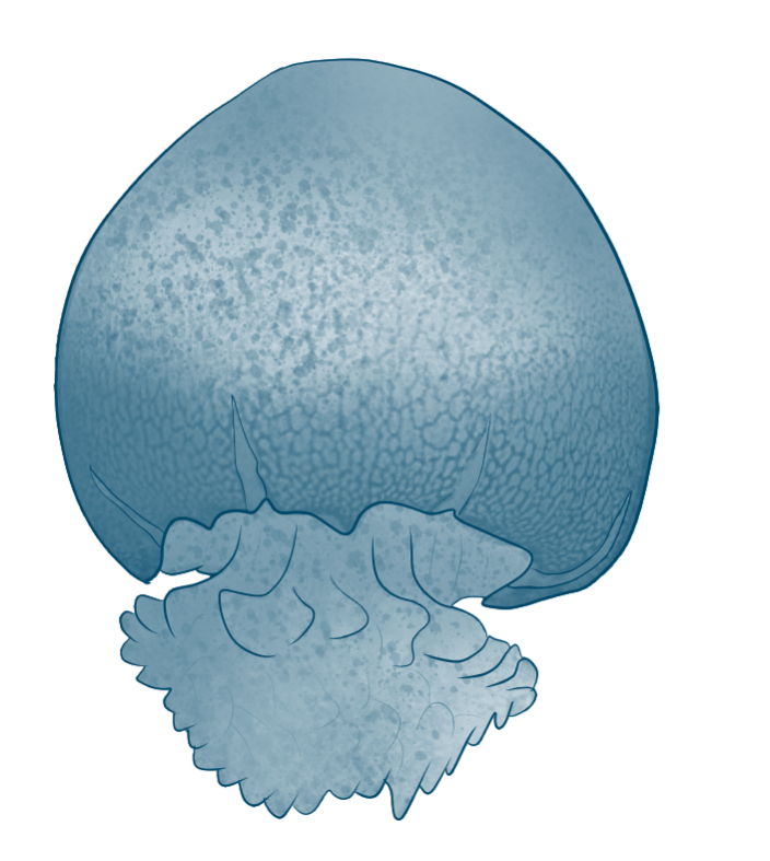Stomolophus sp. 2