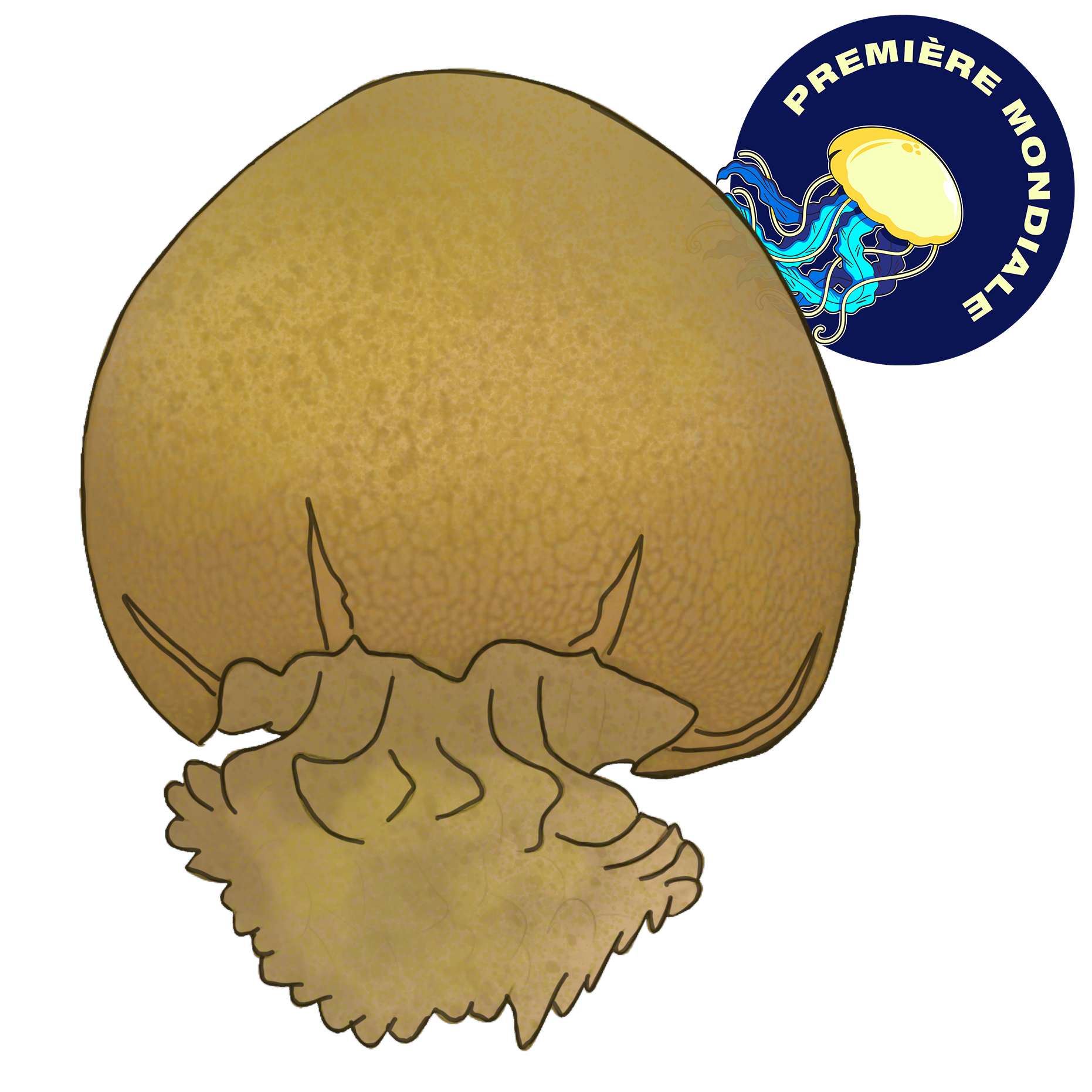 Stomolophus sp. 1