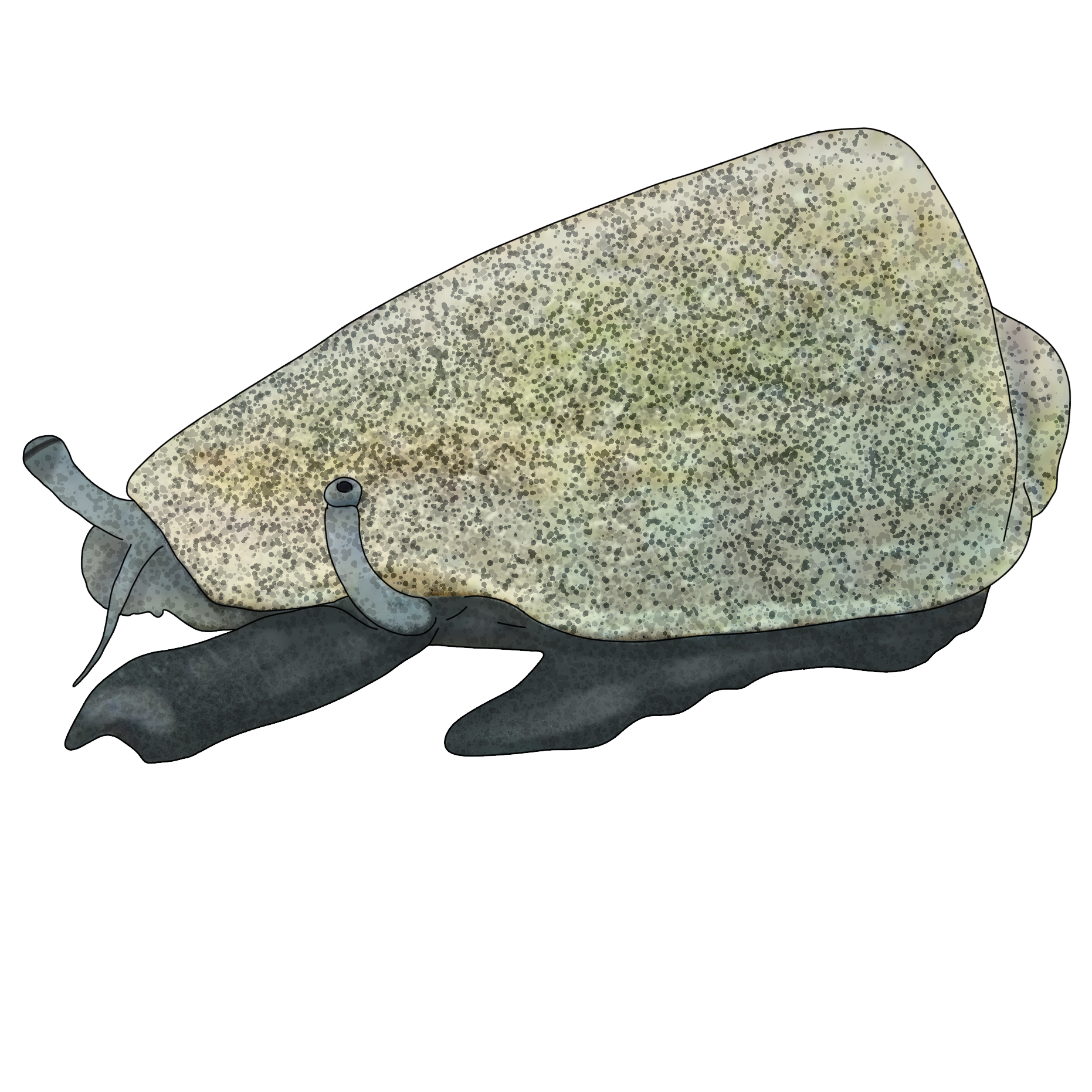 Strombus luhuanus
