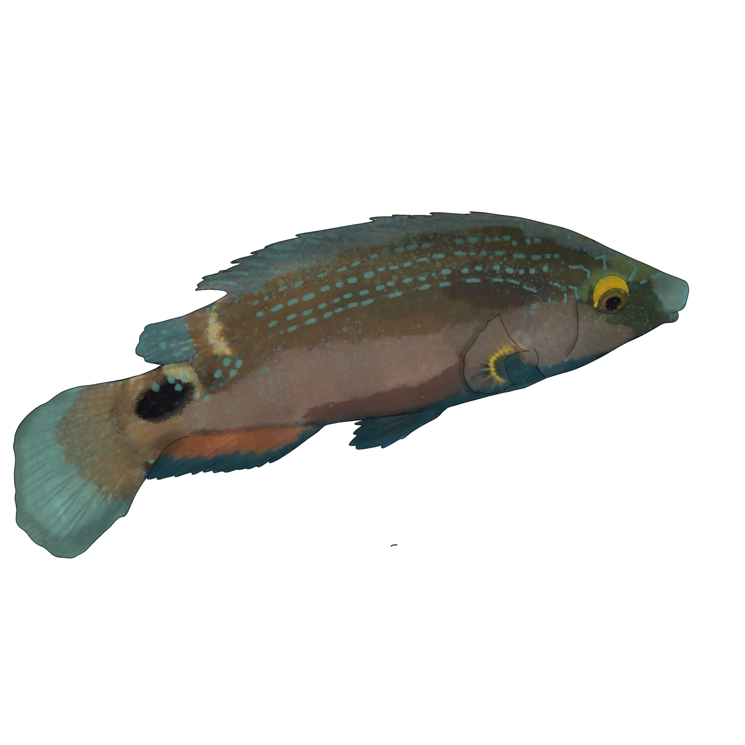 Symphodus mediterraneus​