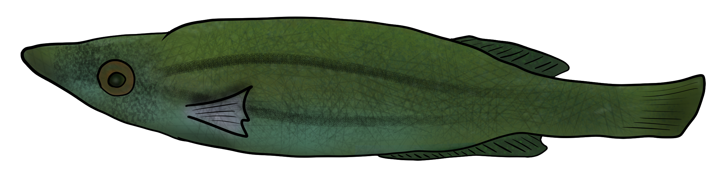 Symphodus rostratus