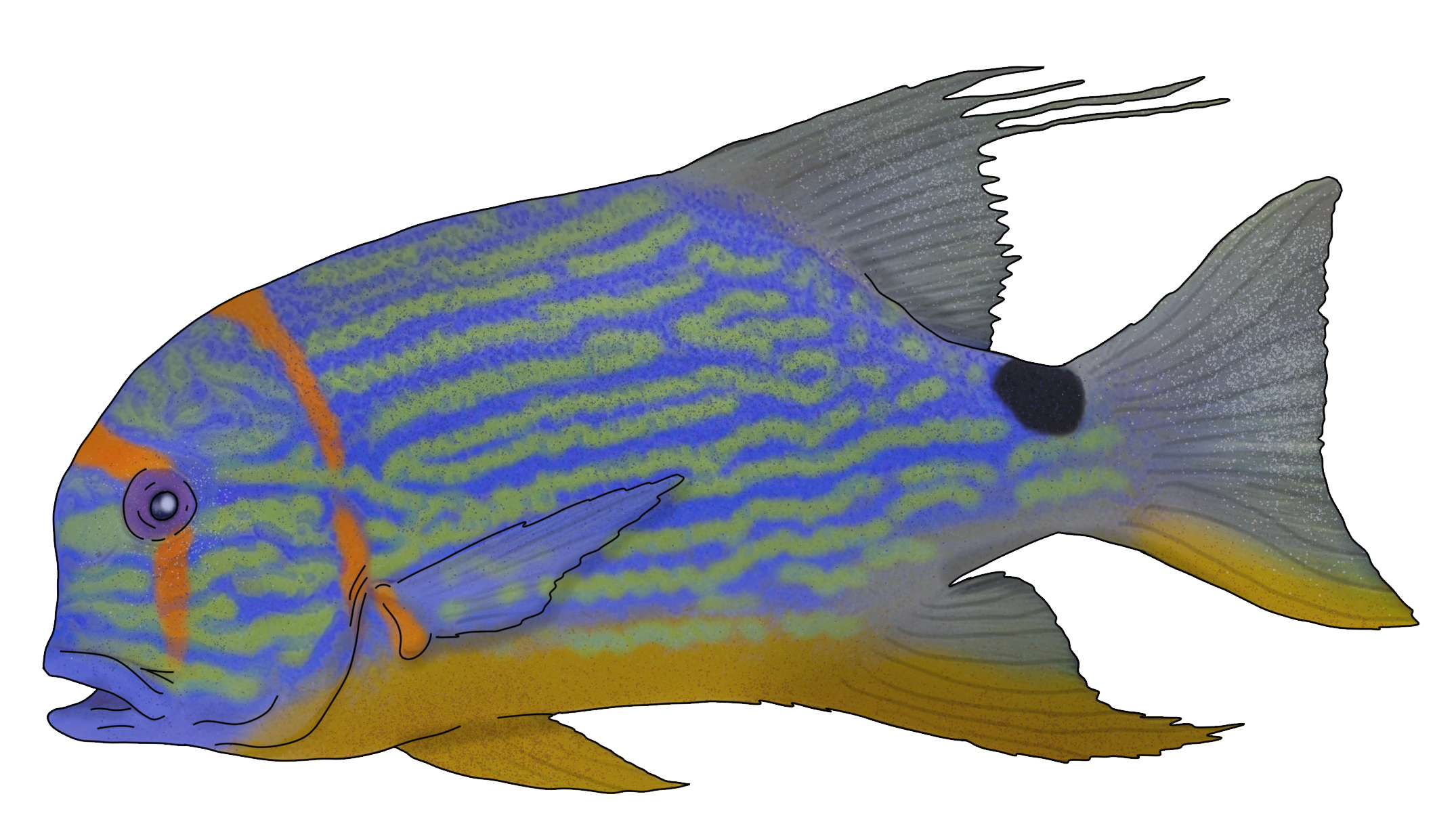 Symphorichthys spilurus