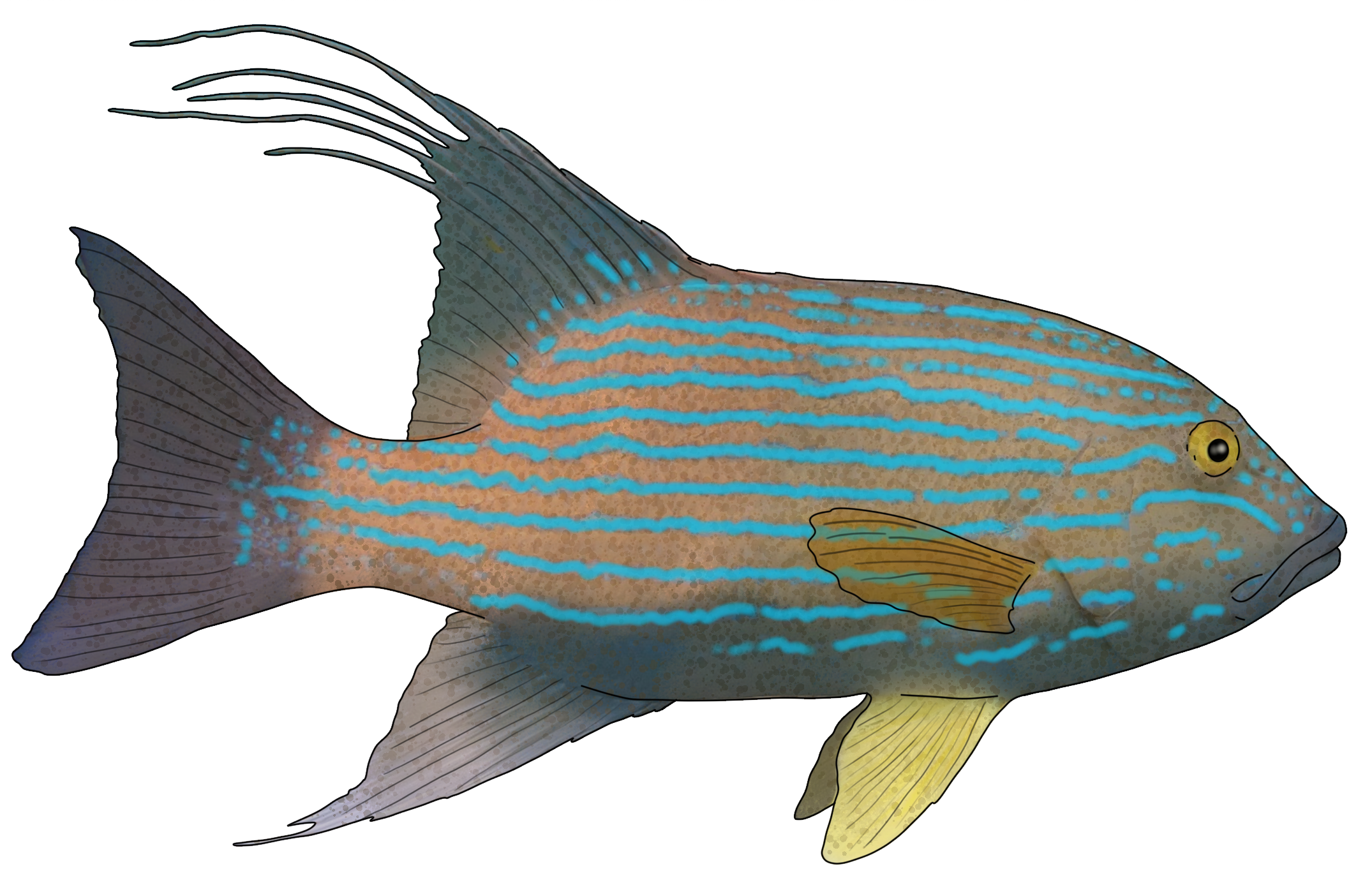 Symphorus nematophorus