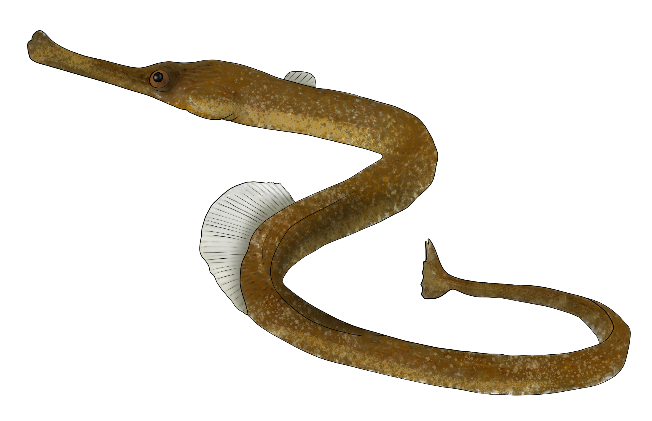 Syngnathus typhle​