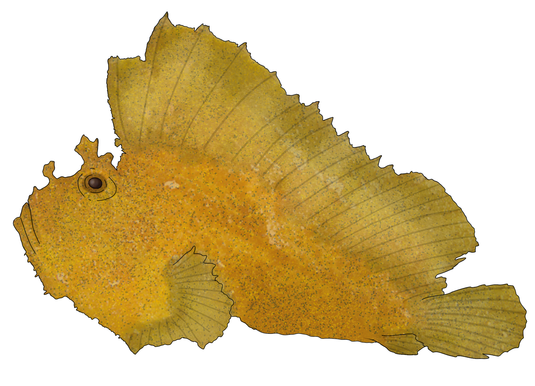 Taenianotus triacanthus 