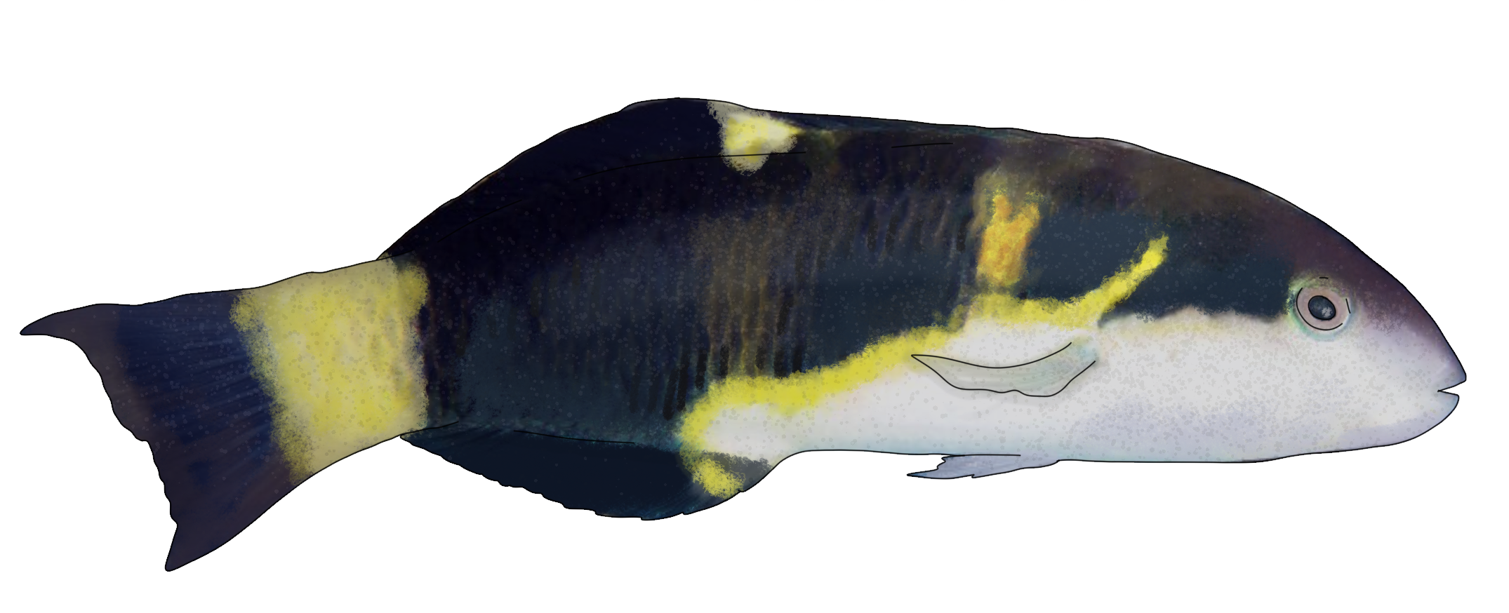 Thalassoma jansenii