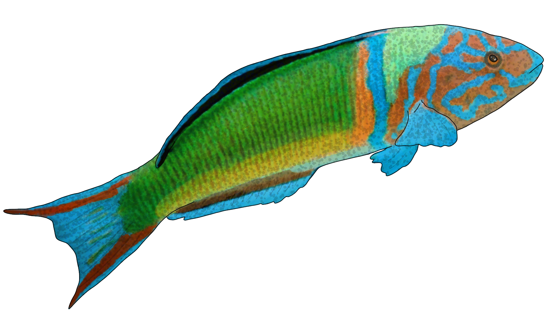 Thalassoma pavo​