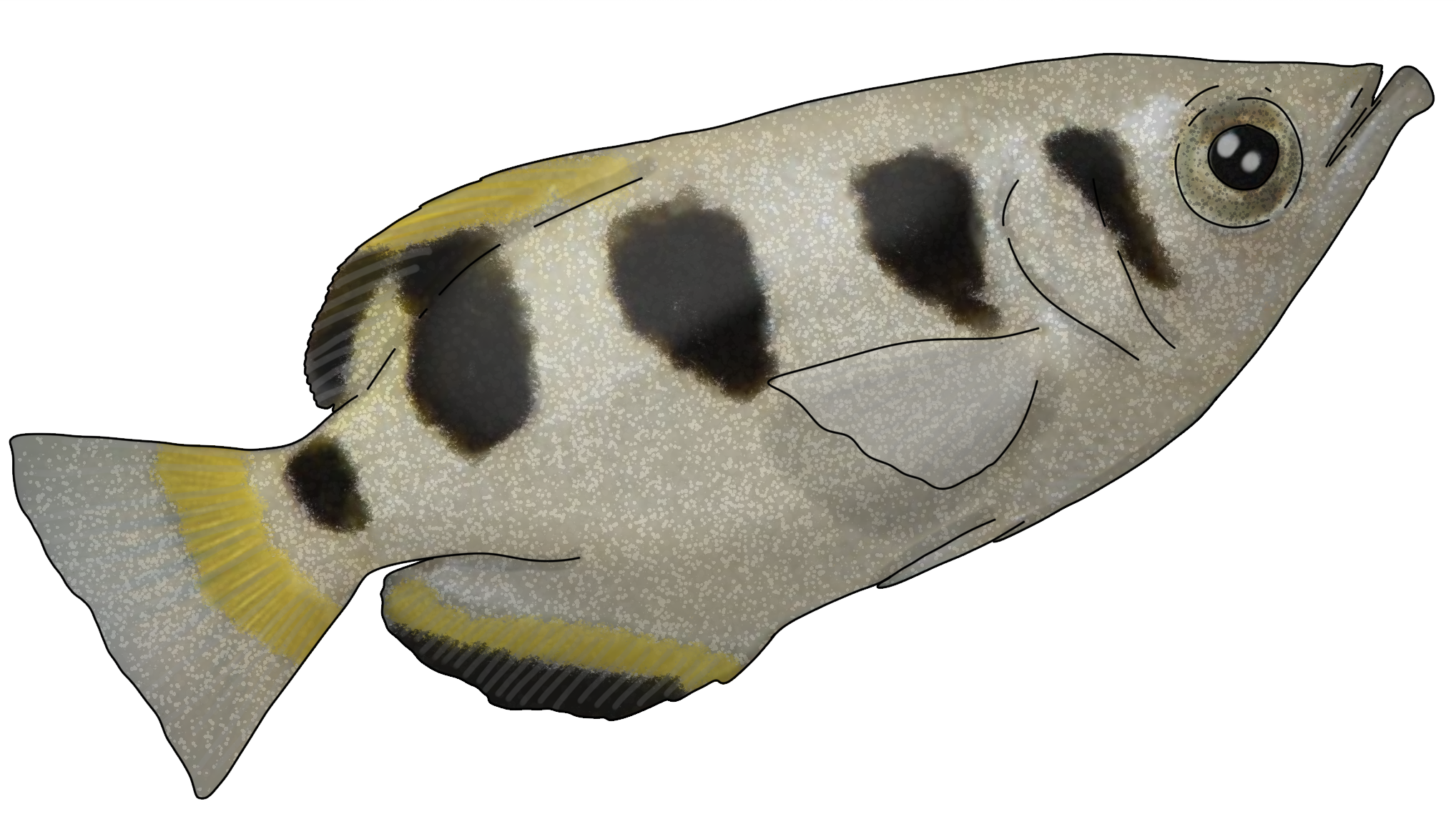 Toxotes jaculatrix