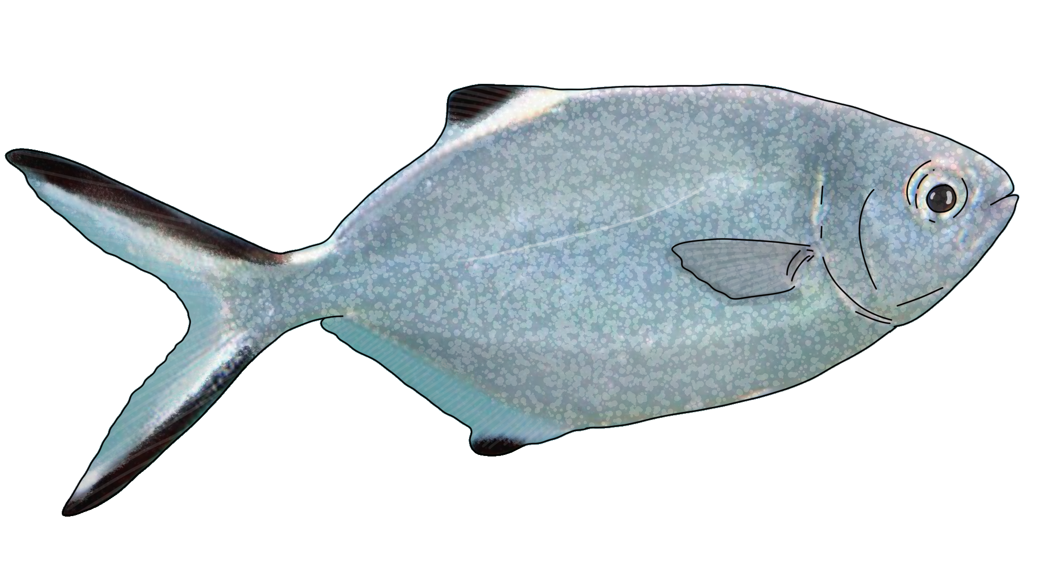 Trachinotus ovatus​