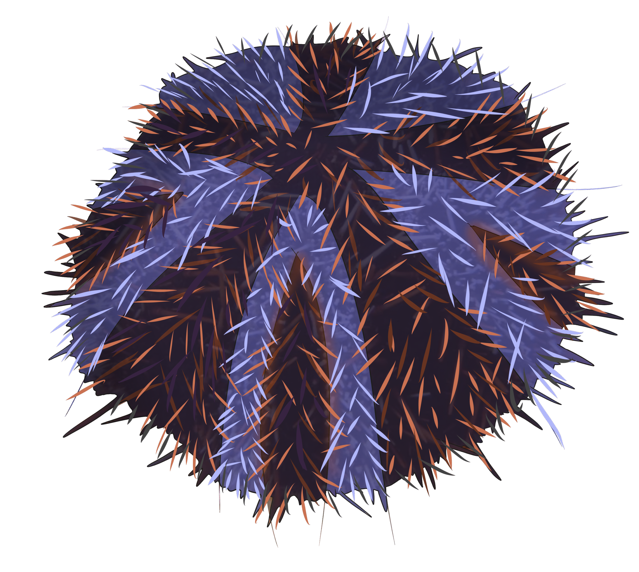 Tripneustes gratilla