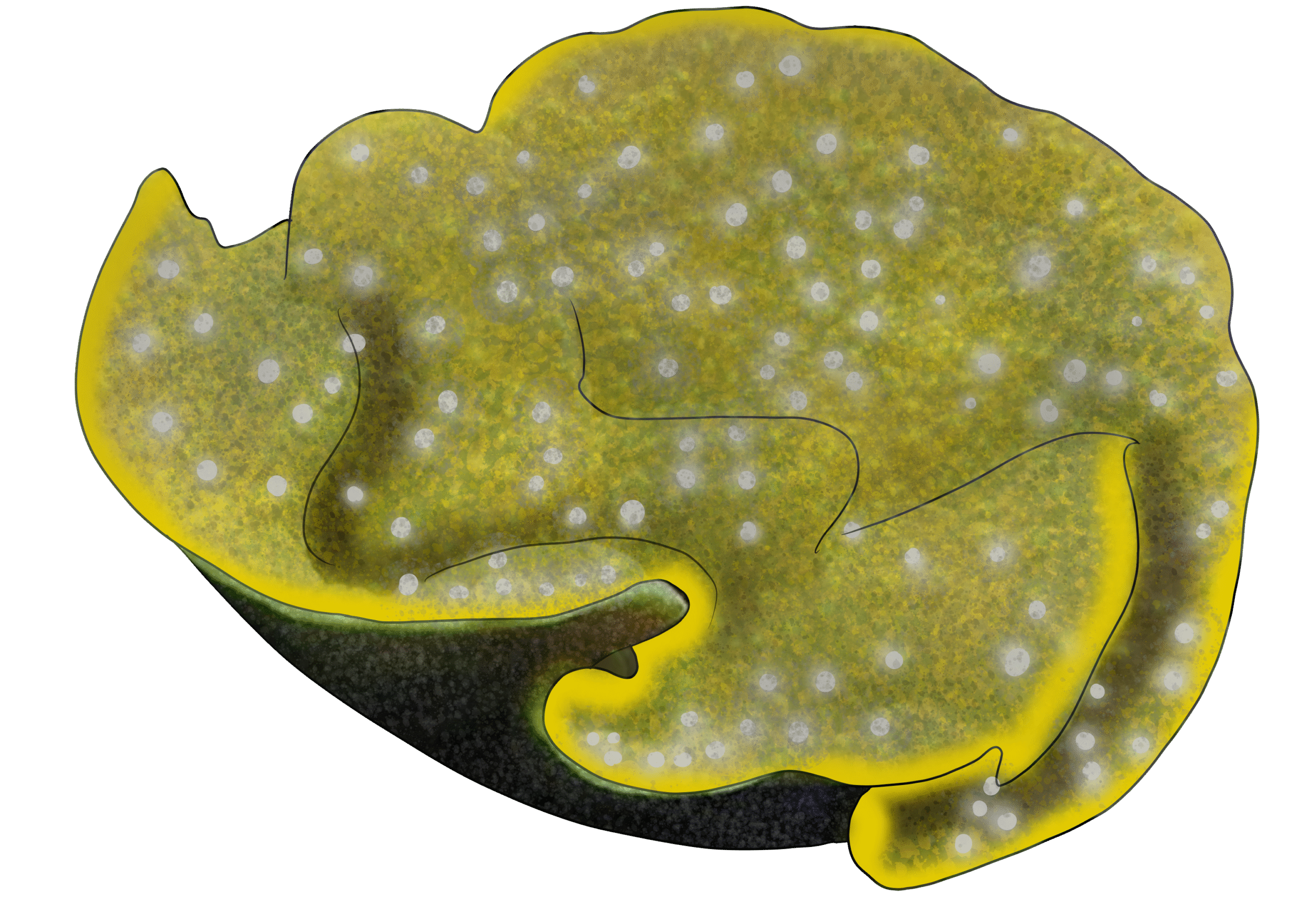 Turbinaria reniformis
