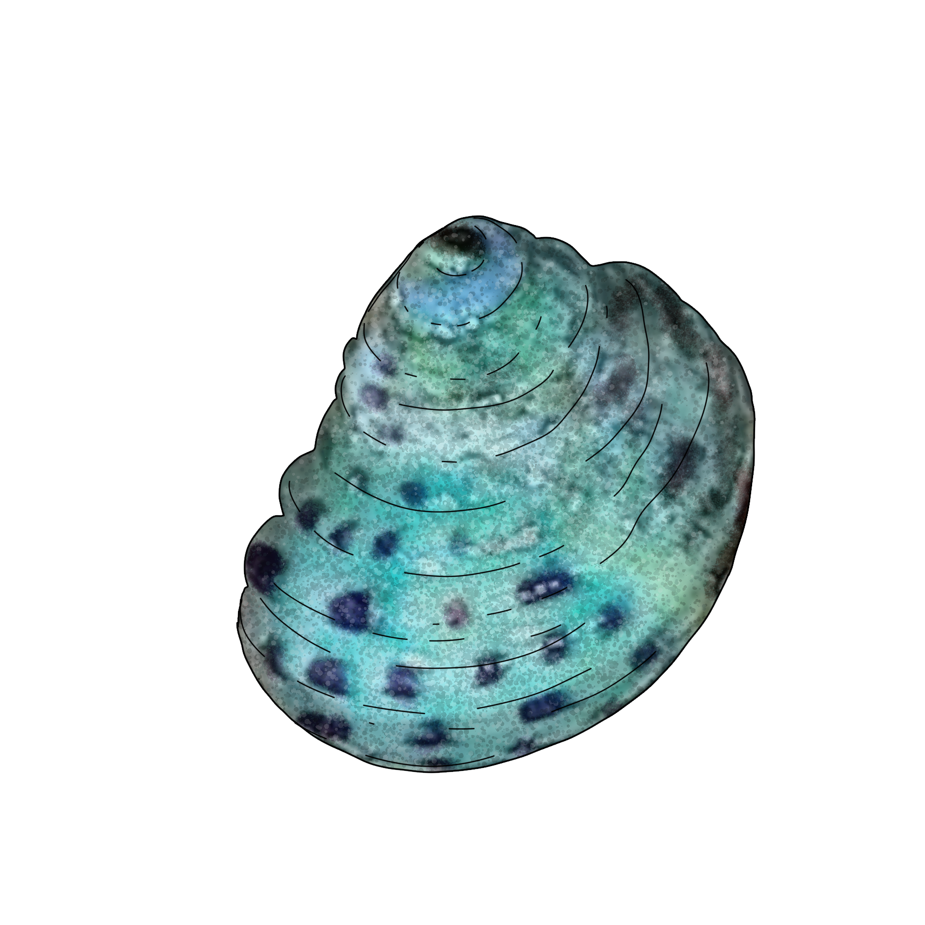 Turbo brunneus