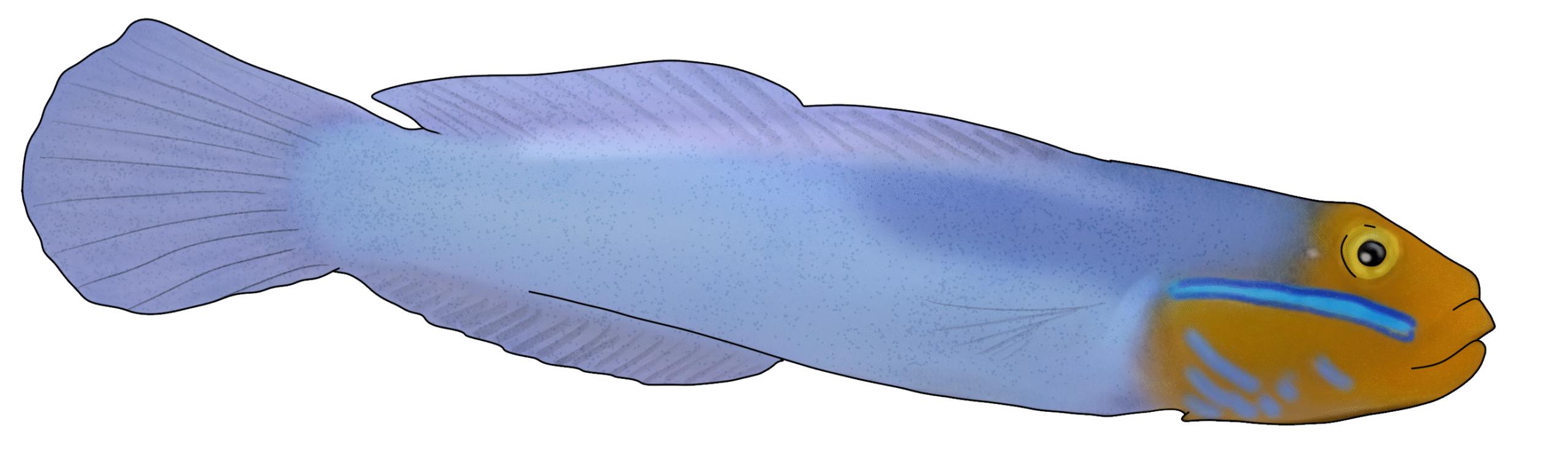Valenciennea strigata