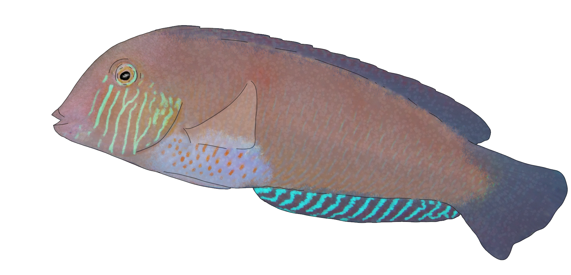 Xyrichtys novacula