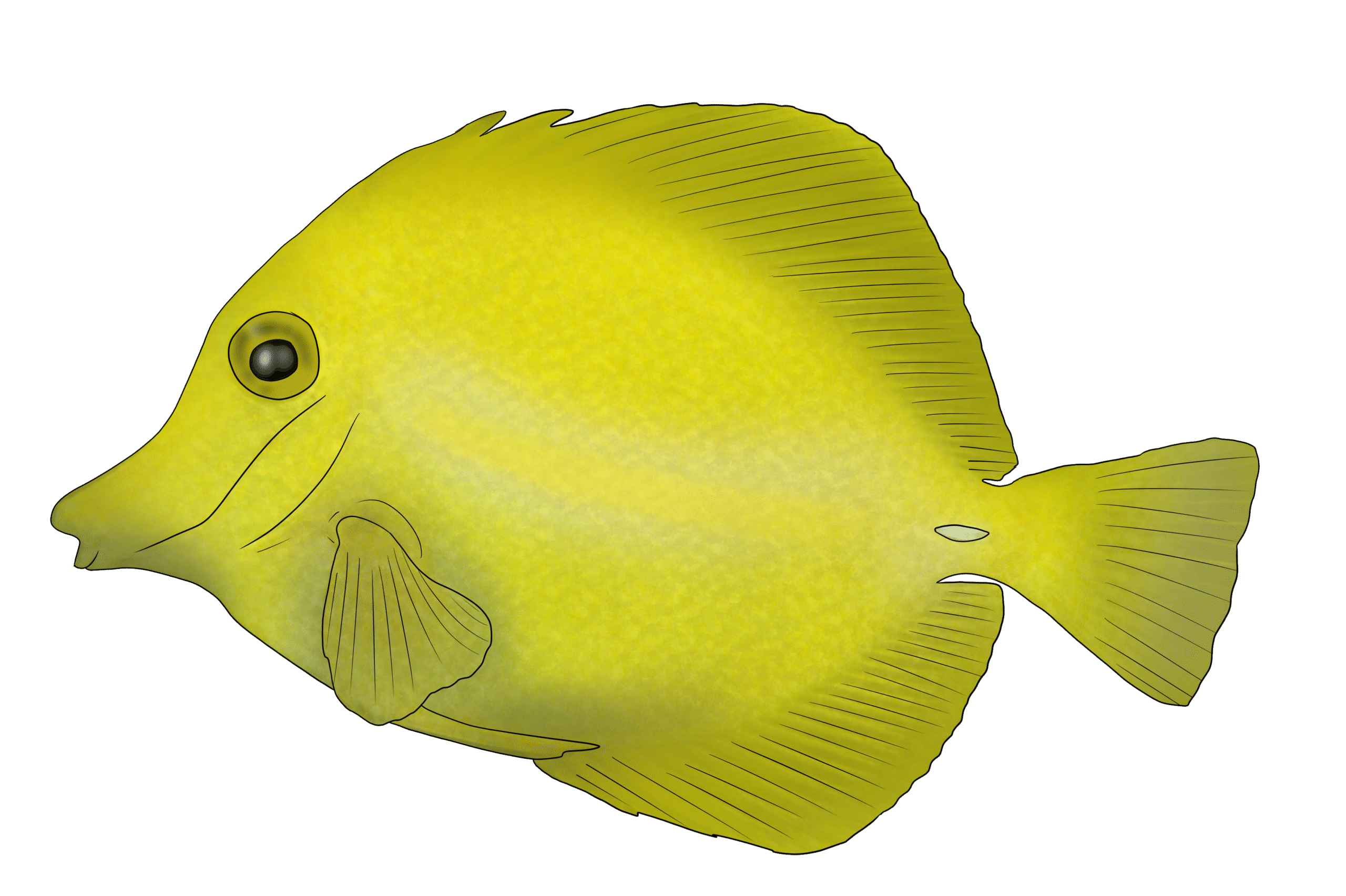 Zebrasoma flavescens
