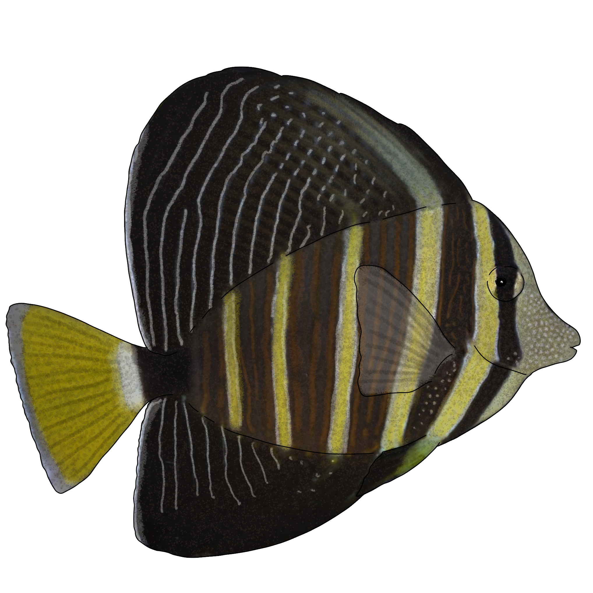 Zebrasoma veliferum