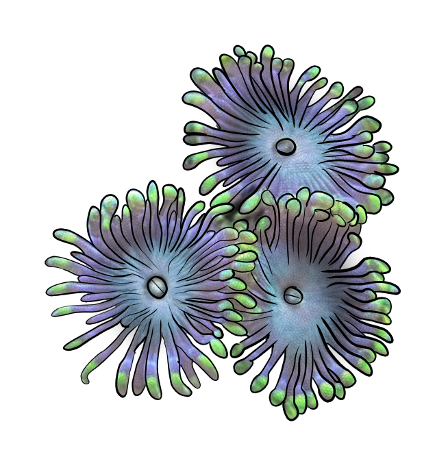 Zoanthus sp.