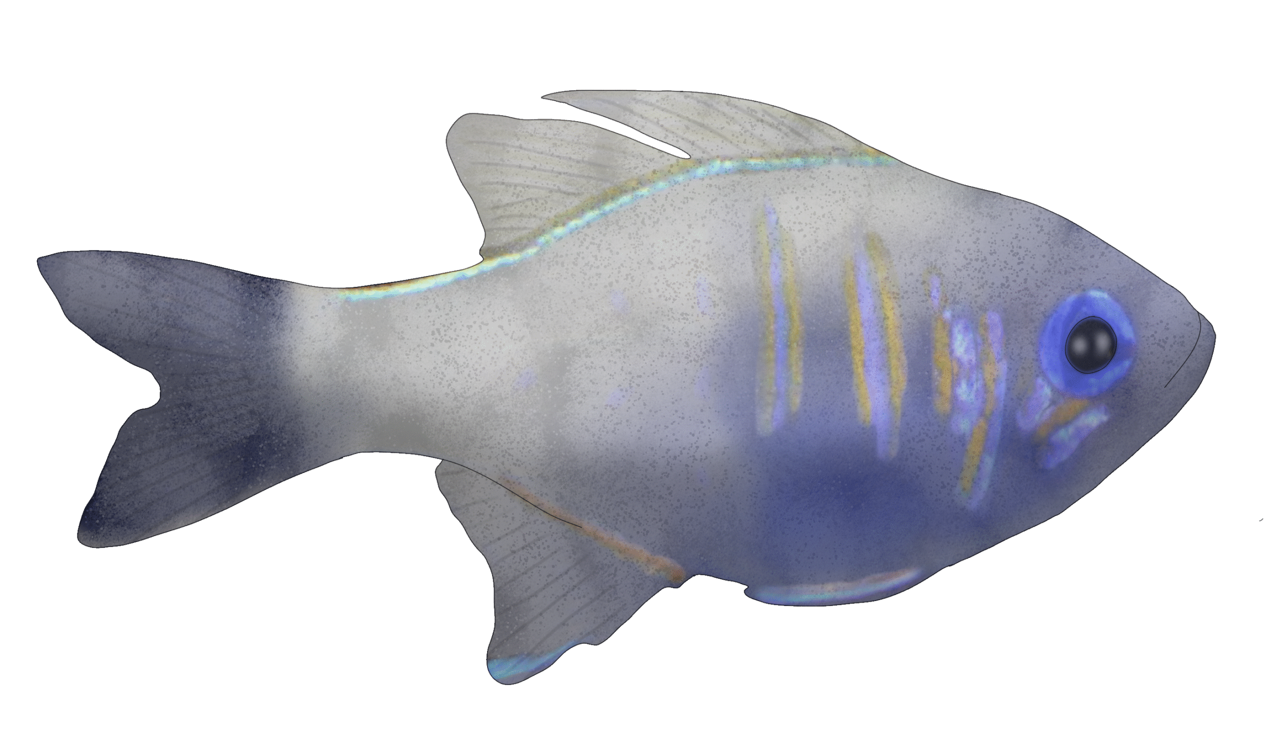 Zoramia leptacantha